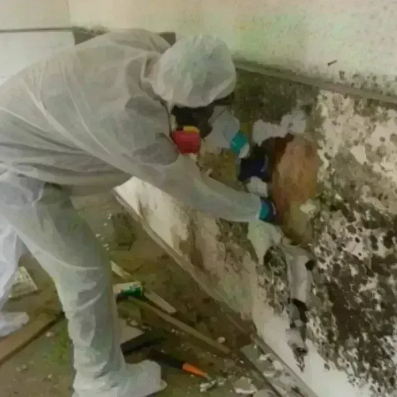 Mold Remediation and Removal in Warroad, MN